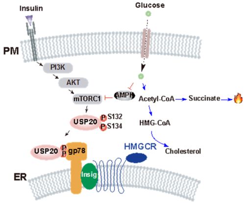 2020年代谢性疾病基础研究与转化医学研究进展盘点